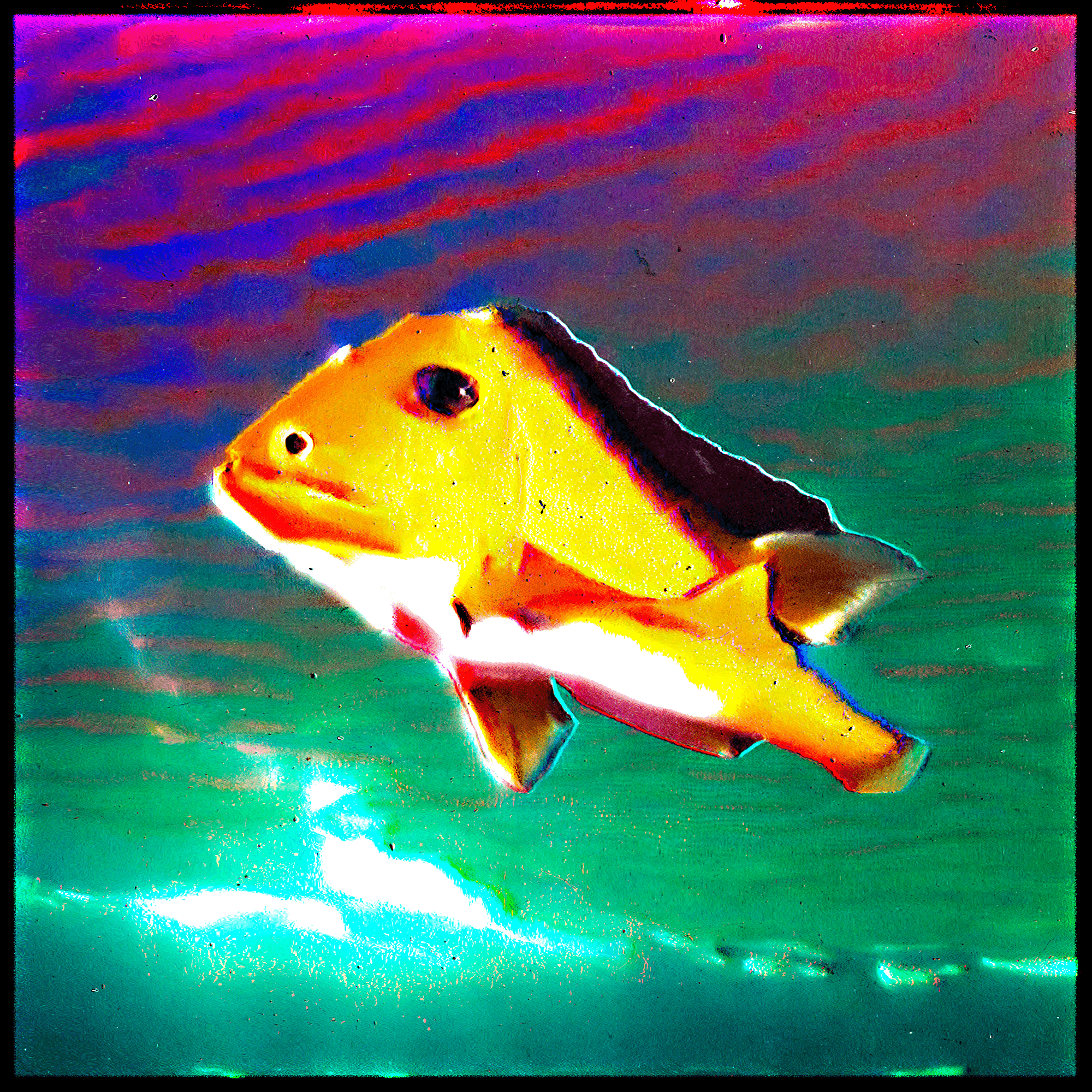 cydr and noper - Rare Fish Market
