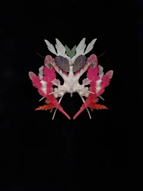 Osseomycetalis Vithinta by Emilia Trevisani
