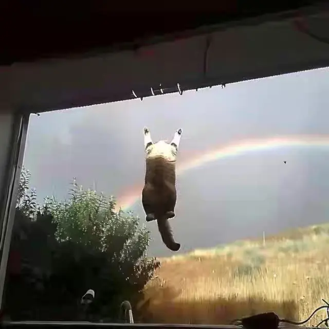 Nyan-Cat-Photorealism by Mind Wank