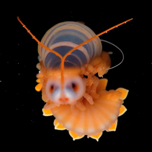Isopodum Splendidus by Boldtron
