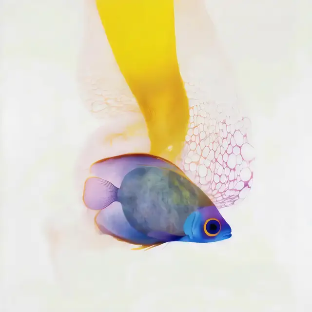 Curious by Elsa Carvalho