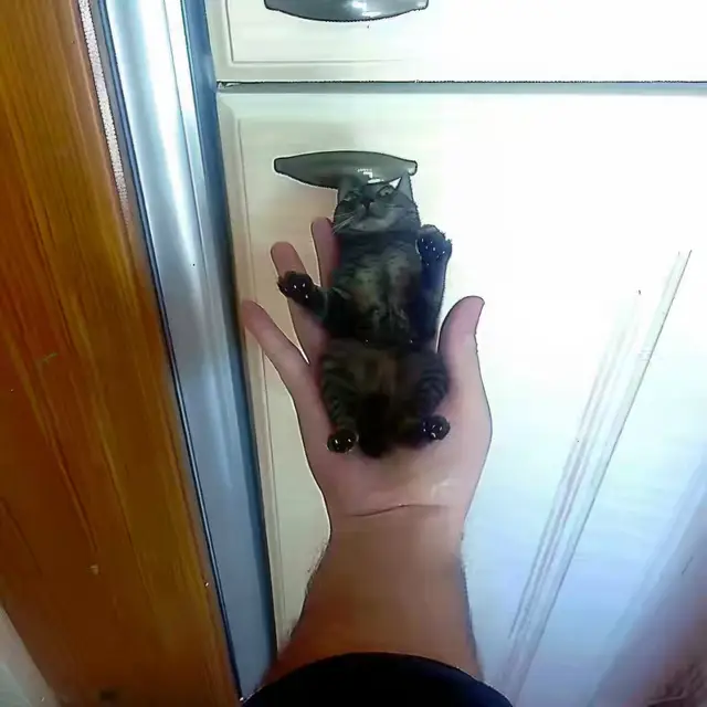 Palm-Cat by Mind Wank
