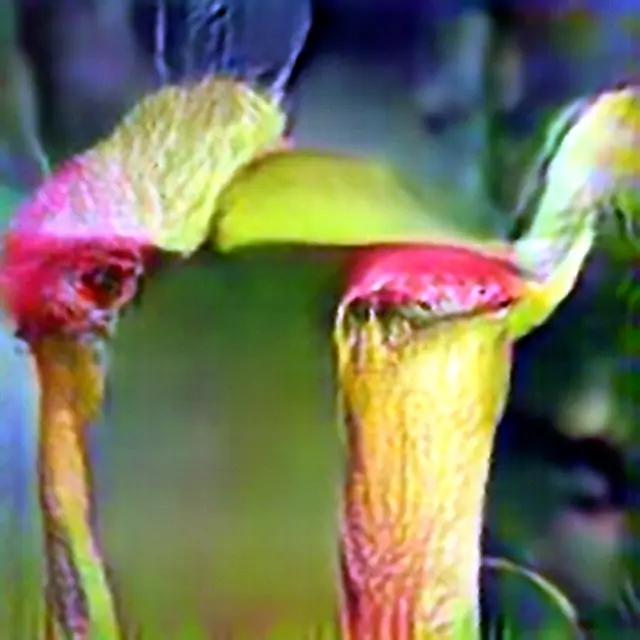 Alabama Canebrake Pitcher Plant #6 (Corpus: American Predators) by Trevor Paglen
