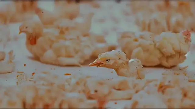 THE CHICKEN WING I SING (Mind Wank) by Mind Wank