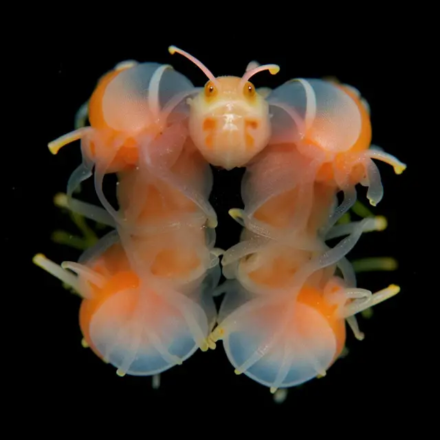 Crustaceus Clarus by Boldtron