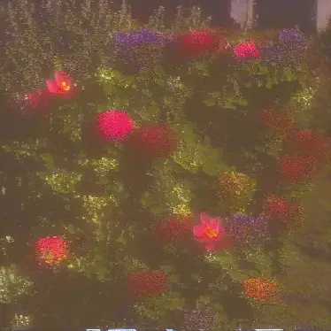 wind keeps bothering the garden by noper