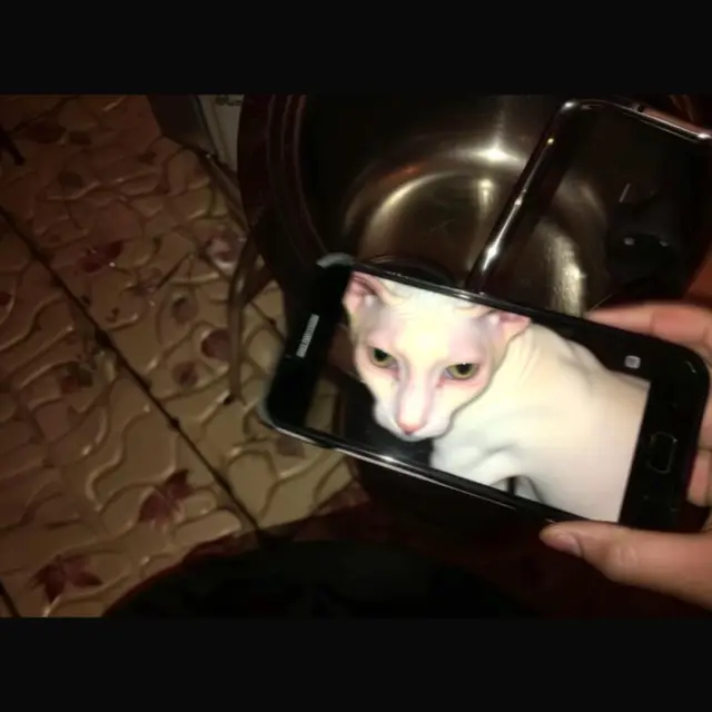 Naked-Snapcat by Mind Wank