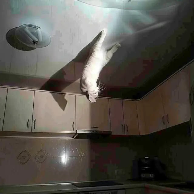 Possessed-Cat by Mind Wank