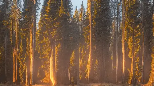 Watching The Sunrise While Tripping in a Forest by noper