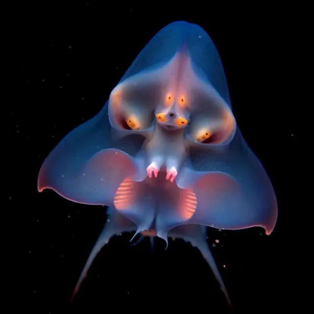 Fluorescens Gymnuridae by Boldtron