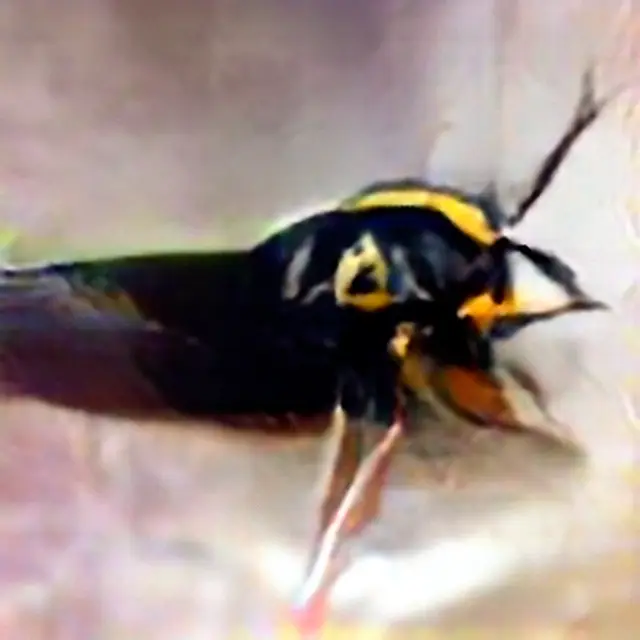 Yellowjacket #7 (Corpus: American Predators) by Trevor Paglen