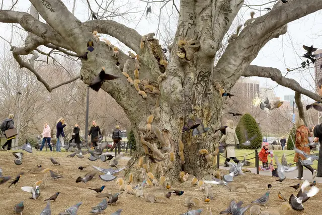 Tree, Boston Public Garden by Pelle Cass