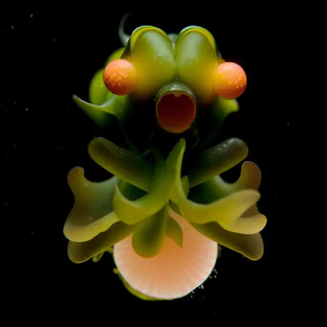Sphaera Aurantia by Boldtron