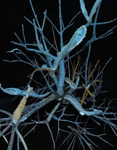 Cyanarborium Ostrealis by Emilia Trevisani