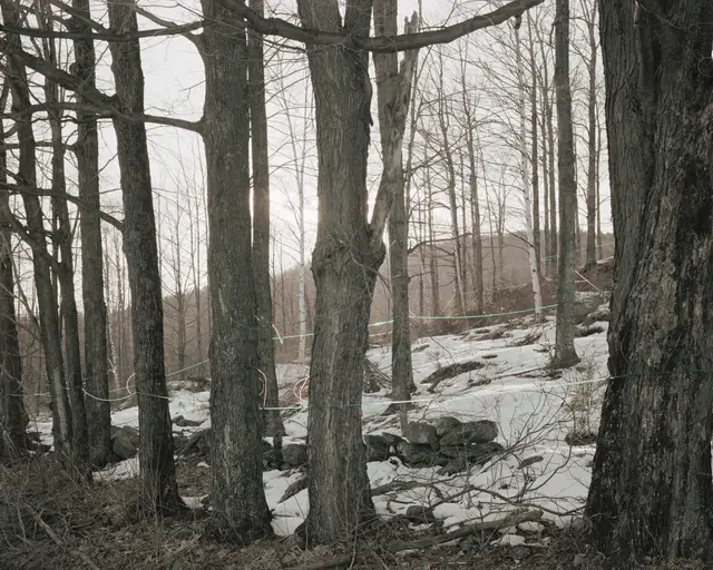 Maple Sugaring, Brattleboro, Vermont, April by Joel Sternfeld