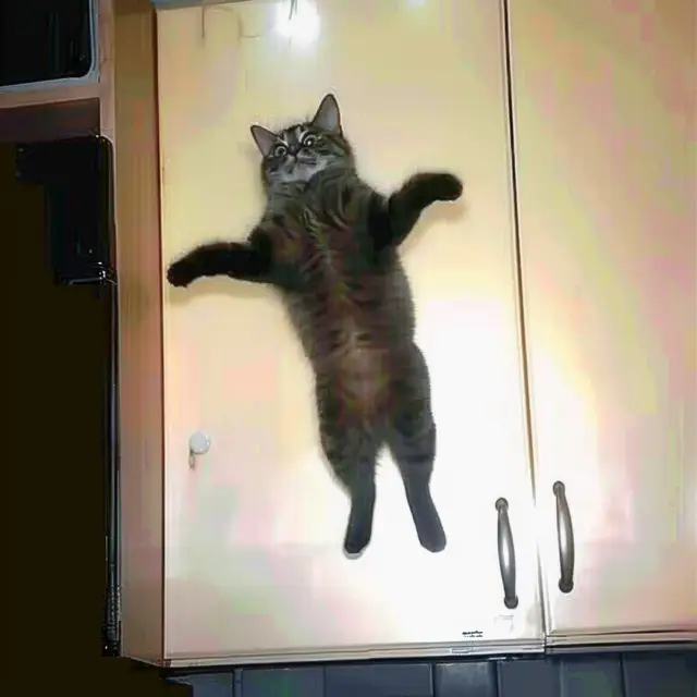 Jumping-Kitten-2 by Mind Wank
