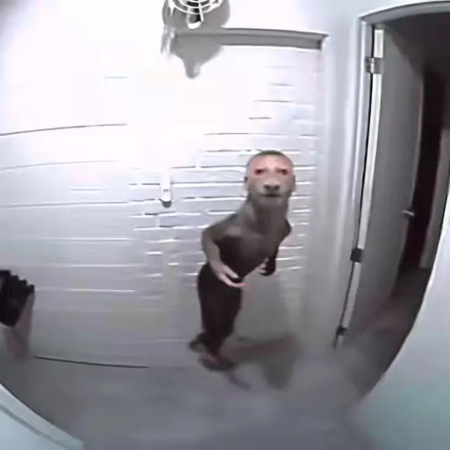Hallway-Homunculus by Mind Wank
