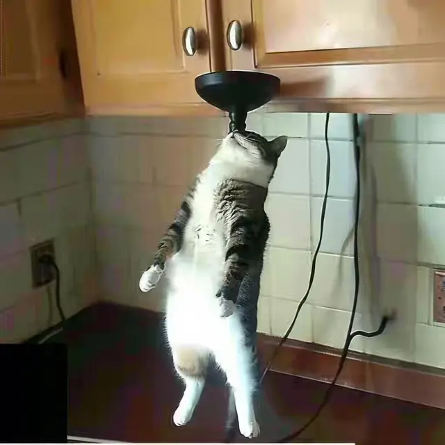 Circus-Cat by Mind Wank