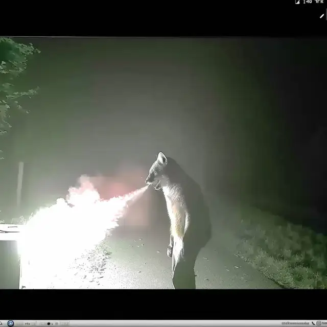 Flamethrower-Fox by Mind Wank