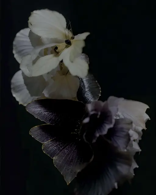 Symbiosis by X New Worlds