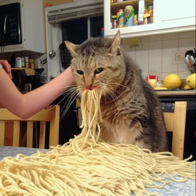 Yarn-Cat by Mind Wank