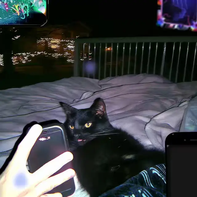 Cat-Videos by Mind Wank
