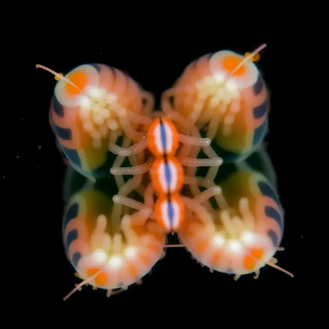 Nautilus Translucens by Boldtron
