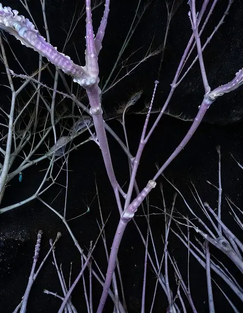Cyanarborium Rosato by Emilia Trevisani