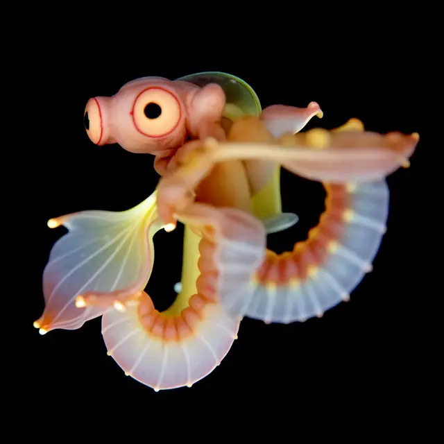 Vividus Floris by Boldtron