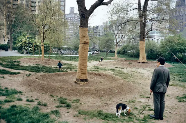 Central Park, New York City II by Mitch Epstein
