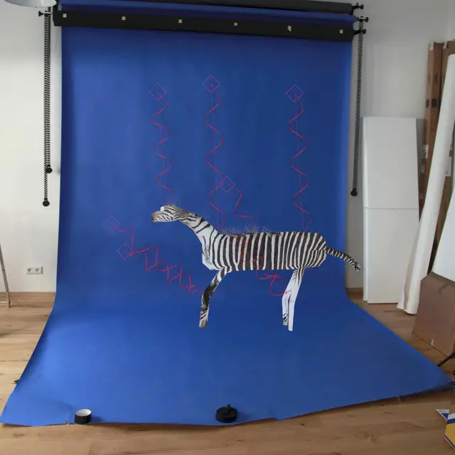 Studio Footage, Zebra Escape by Nikita Diakur