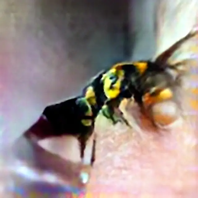 Yellowjacket #2 (Corpus: American Predators) by Trevor Paglen