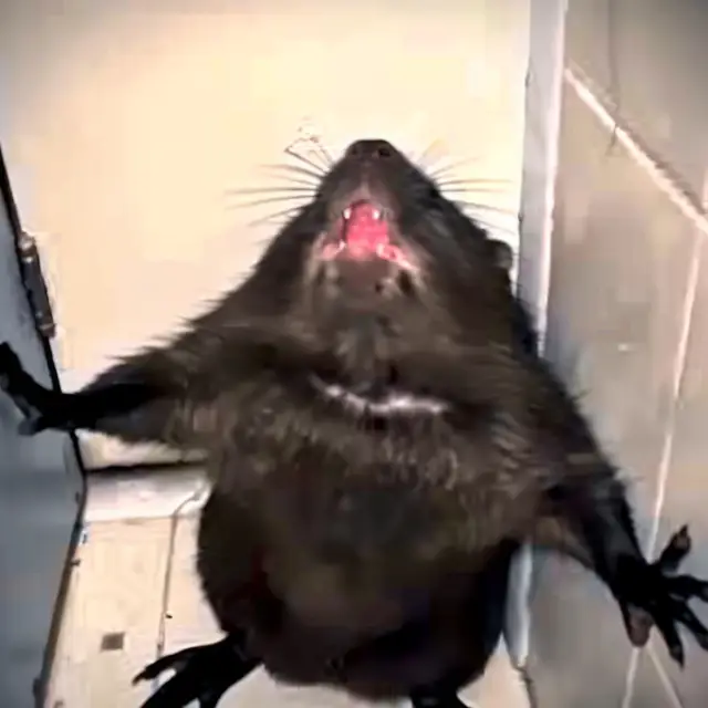 Cornered-Rodent by Mind Wank