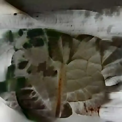 Artifacts7 - a leaf of a monstera plant with a white background (Milo Poelman) by Milo Poelman