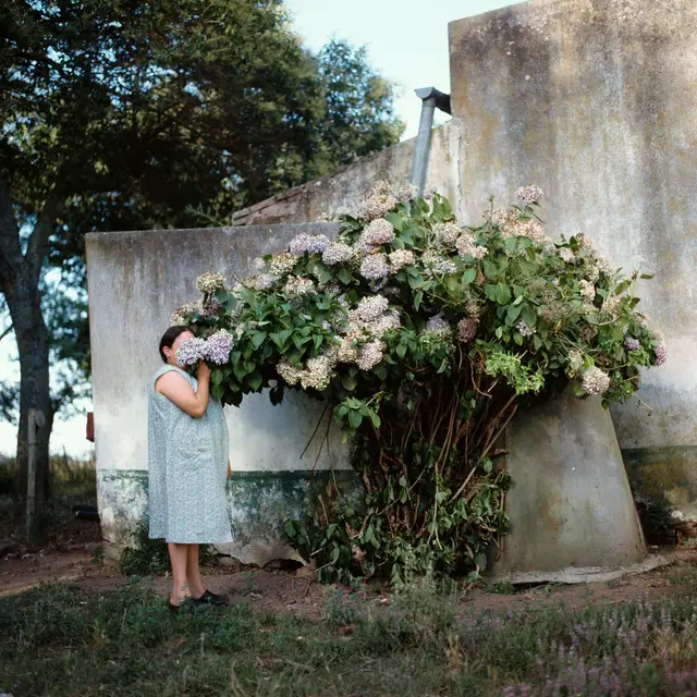 Hydrangeas by Alessandra Sanguinetti
