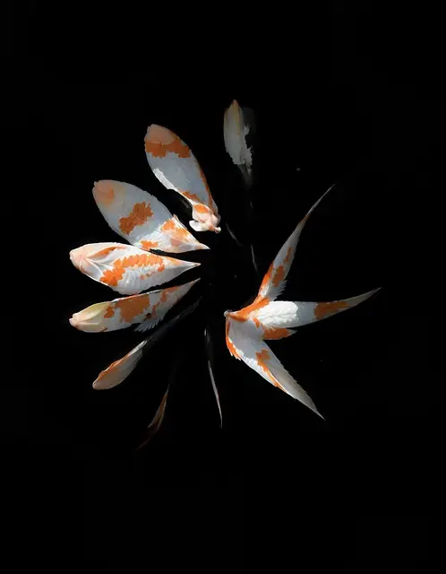 Bellis Cyprina by Emilia Trevisani