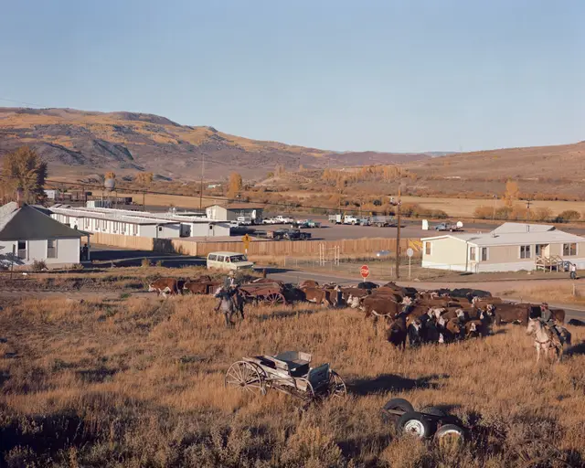 Cattle Roundup, Colorado, October by Joel Sternfeld