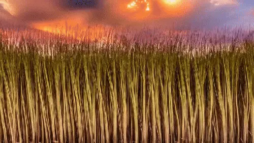 The Harvest Is On Fire... We're Fucked by noper