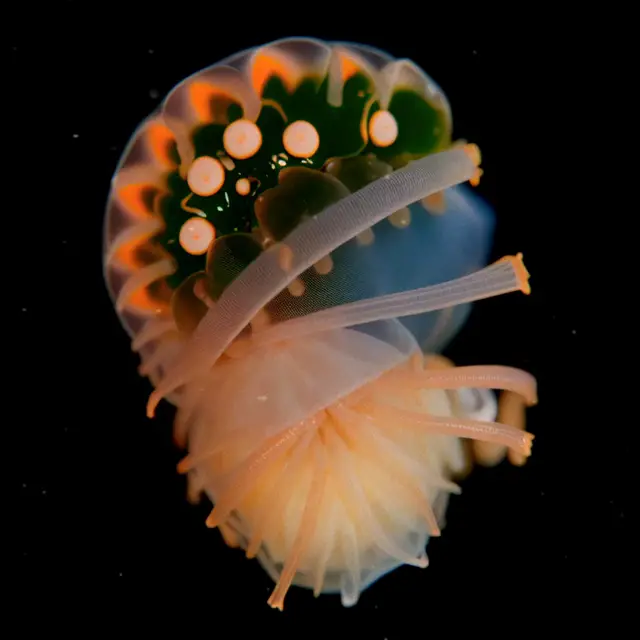 Crustacea Rubens by Boldtron