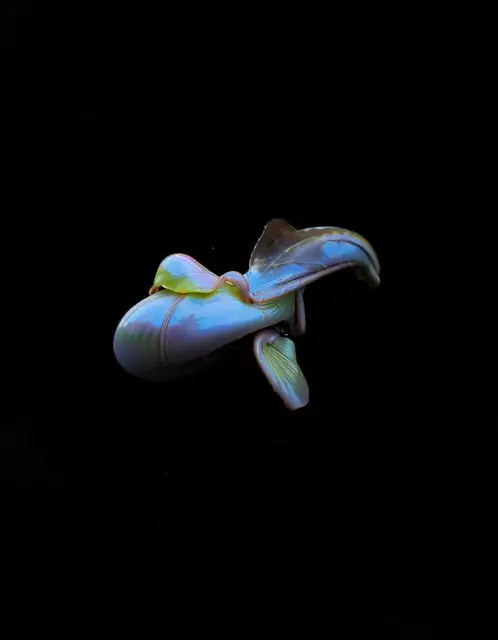 Embryo Cladocerorum by Emilia Trevisani