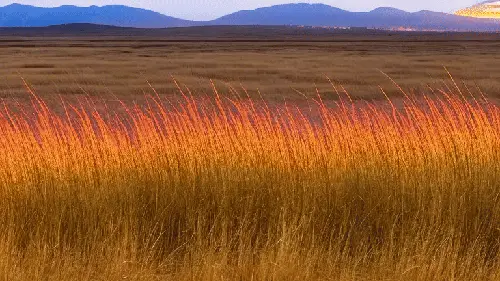 The Grass Blinked And I Saw by noper