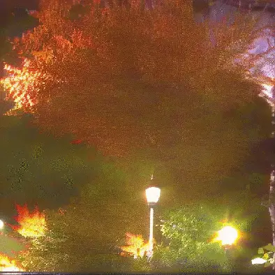 after midnight the trees know stuff by noper