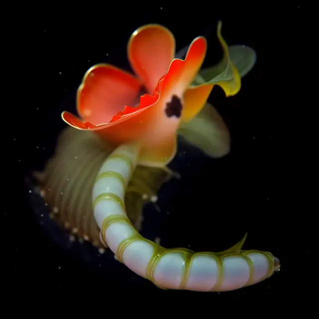 Vermis Rosaceus by Boldtron