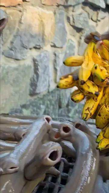 Leeches Love Bananas by Bennett Waisbren