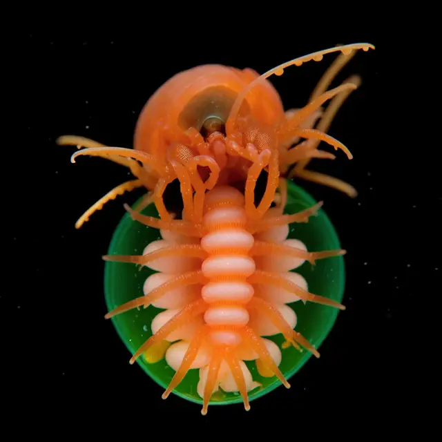 Nautilus Pulchra by Boldtron
