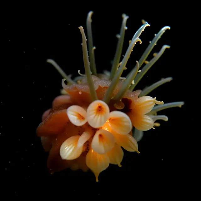 Flammarum Anemonis by Boldtron