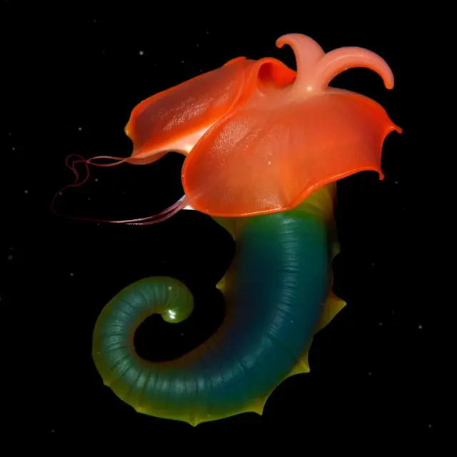 Flexilis Fimbria by Boldtron