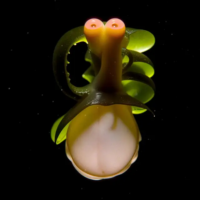 Tentaculum Aureum by Boldtron