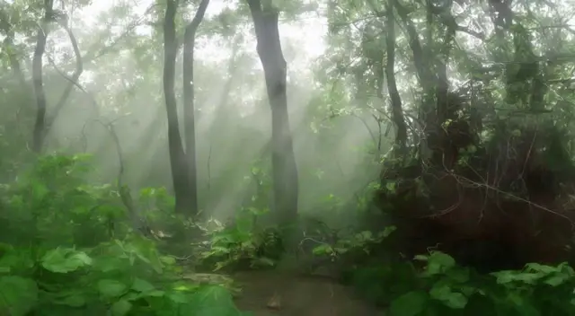Forest 2 - Circuting (Milo Poelman) by Milo Poelman
