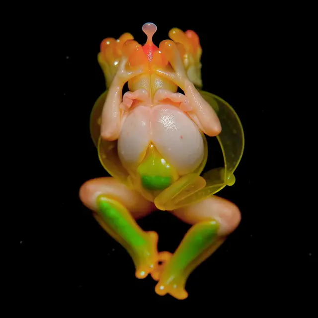 Oculis Tegens Anura by Boldtron